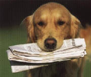 dogheadnewspaper.jpg